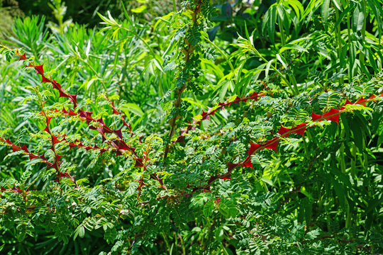 View of the red stems with thorns of Rosa Omeiensis Pteracantha
