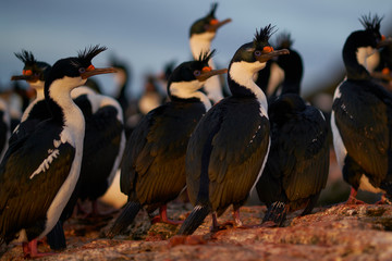 Imperial Shag (Phalacrocorax atriceps albiventer) at dawn on the coast of Bleaker Island on the Falkland Islands