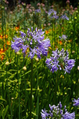Obraz premium Wild flowers in Park Güell