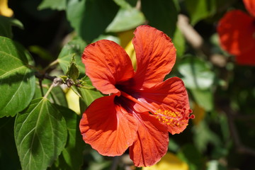 Red hibiscus flower