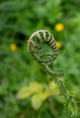 Fern fronds