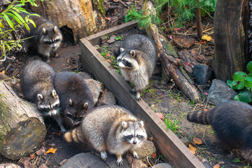 Many raccoons in nature. Raccoons in the zoo.