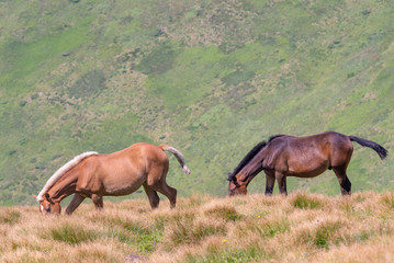 Picturesque nature of Ukrainian Carpathians