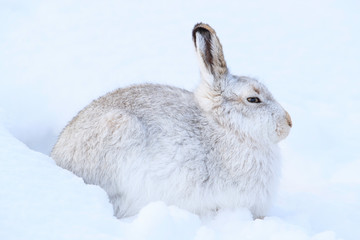 Mountain hare sitting on white snow