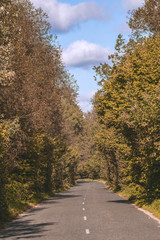 road in the forest