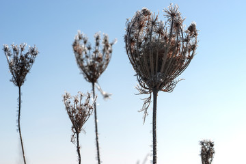 Dry flowers of wild carrots covered with hoarfrost against the sky. Winter, January, place for text.