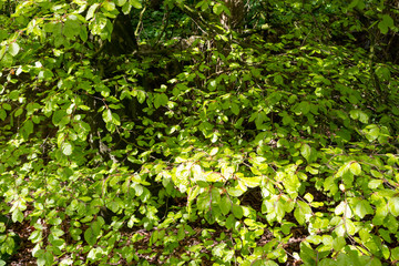 Obraz premium Spring has sprung 1