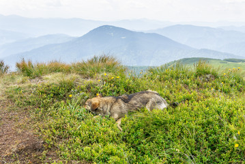 Picturesque nature of Ukrainian Carpathians