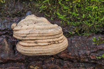 huba drzewna na powalonym pniu 2 © Mariusz Sowula