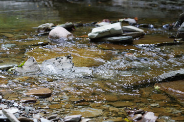 Stream in the forest
