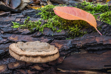huba drzewna w parze z liściem © Mariusz Sowula