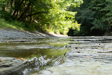 Stream in the forest