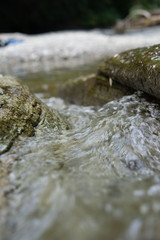 Stream in the forest