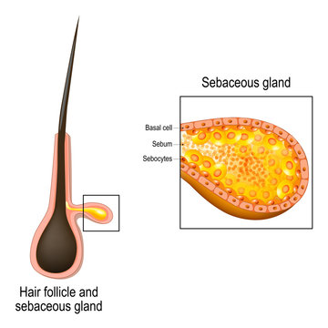 hair follicle. Cross section of sebaceous gland.