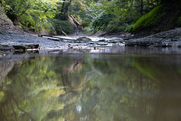 Stream in the forest