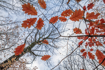 liście dębu czerwonego na tle drzew i nieba 2