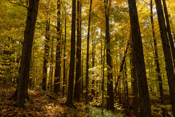 Pennsylvania forest in autumn