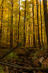 Pennsylvania forest in autumn