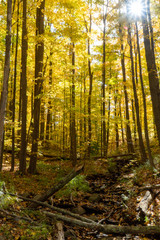 Fototapeta na wymiar Pennsylvania forest in autumn