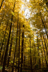 Pennsylvania forest in autumn