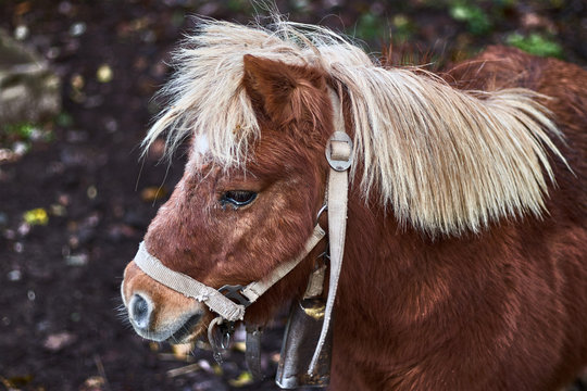 Brown pony with blonde mane