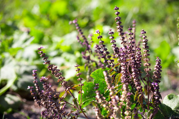 Green and purple basil in garden. Selective focus
