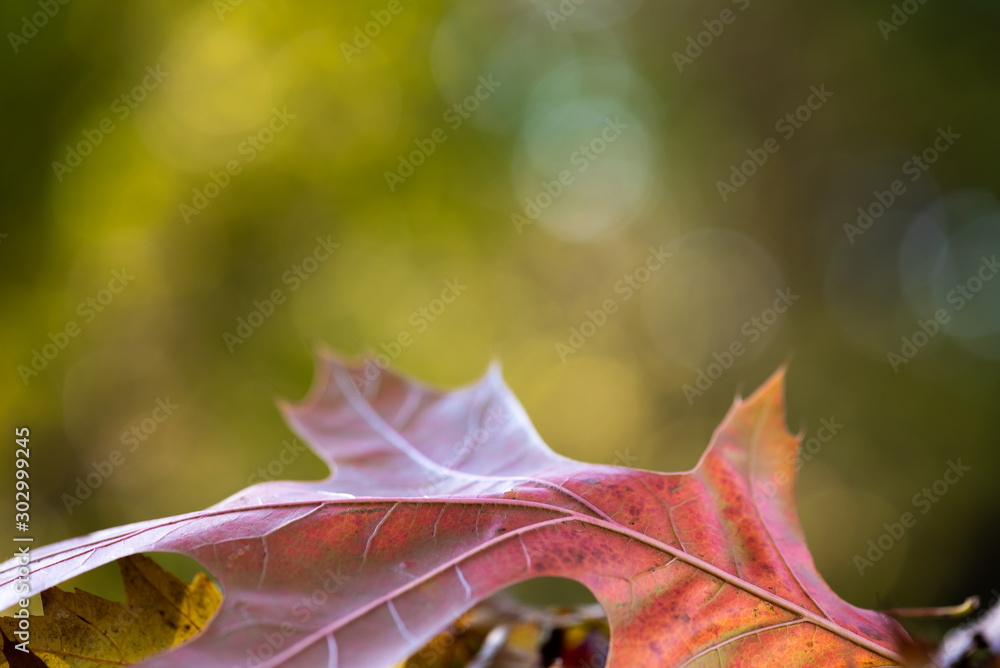 Wall mural horizontal macro image of red oak leaf in foreground with room for text. background is soft bokeh gr