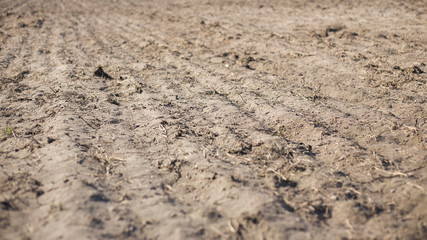 Black soil  texture.Agriculture