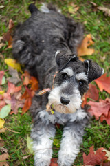 black and silver schnauzer dog on ground of autumn red gold leaves. Selective focus for bokeh background. Unique perspective from up high.  Dog looking directly at camera. 