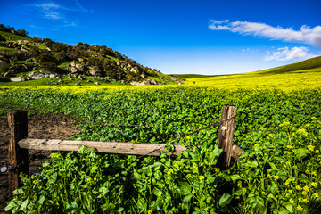 Yokohl Valley, Tulare County, in spring