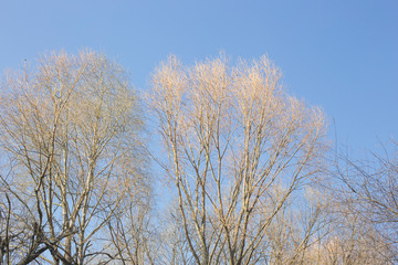Texture background of tree branches on a background of blue sky.