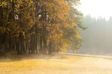 Morning at the edge of the forest. Fog and sunlight. Czech republic.