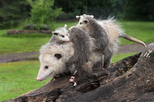Profile of Virginia Opossum (Didelphis virginiana) Walking Down Log With Joeys on Her Back Summer