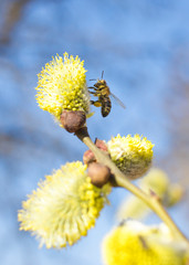 Bee collects nectar. Spring theme
