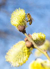  The bee collects the nectar on the tree buds