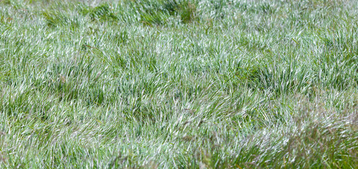 Green grass field.  Beautiful nature. Summer background.