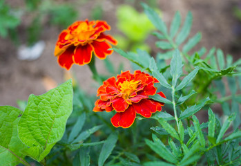 Clouse up marigold in blossom