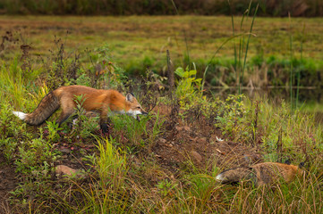 Naklejka na ściany i meble Red Fox (Vulpes vulpes) Barks at Other Autumn