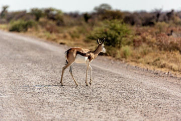 springbok au parc national d'Etosha en Namibie