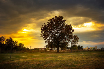 Fototapeta premium A lone tree on a meadow in autumn sunset