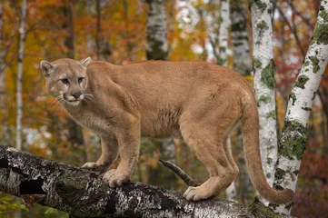 Tragetasche Erwachsener männlicher Puma (Puma concolor) starrt zurück auf Birkenzweig Herbst © geoffkuchera