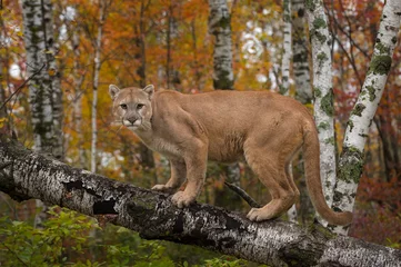 Foto op Plexiglas Adult Male Cougar (Puma concolor) Stares Out from Atop Birch Branch Autumn © geoffkuchera