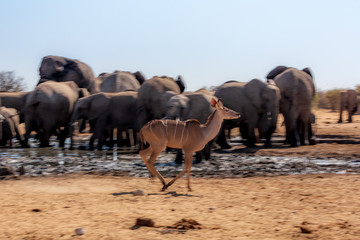 Koudou au parc national d'Etosha en Namibie