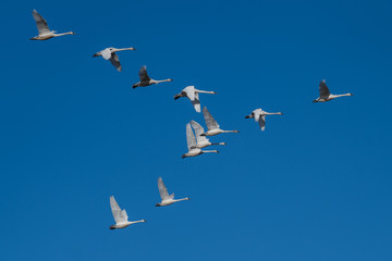 Tundra swan migration.