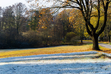 Cold morning in countryside. Ice and grass. Czech republic.
