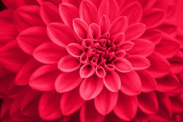 defocused pink coral dahlia petals macro, floral abstract background. Close up of flower dahlia for background, Soft focus.
