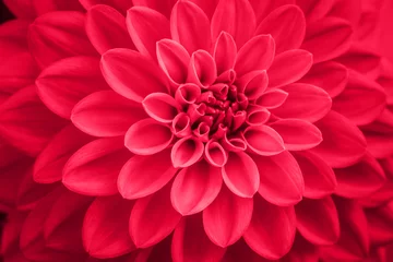 Rolgordijnen defocused pink coral dahlia petals macro, floral abstract background. Close up of flower dahlia for background, Soft focus. © Olena