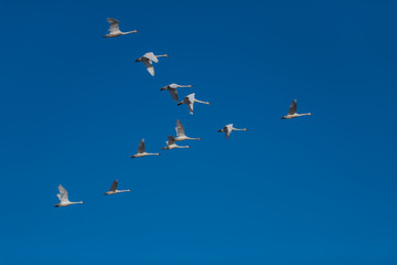 Tundra swan migration.
