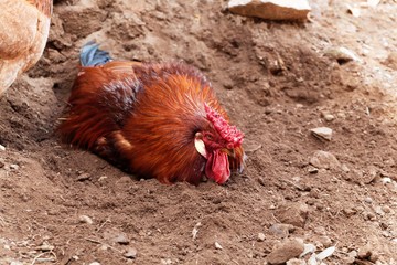 Rooster taking a sand bath in sand.