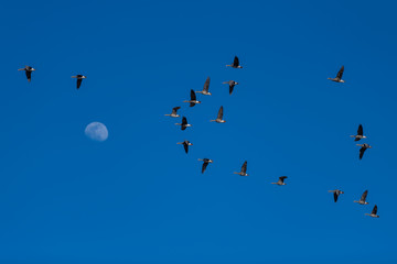 Greater white-fronted geese migration.